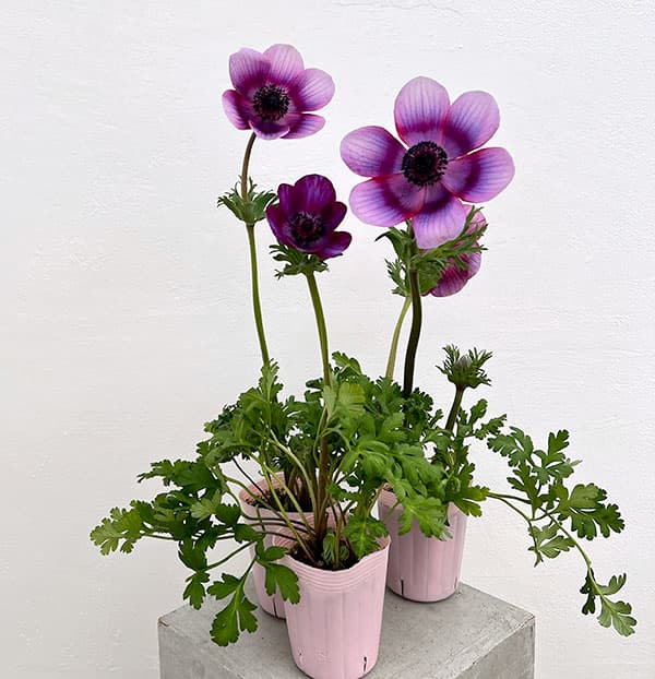 園芸ネット本店｜アネモネ・ミストラル5色セット の通販【公式】