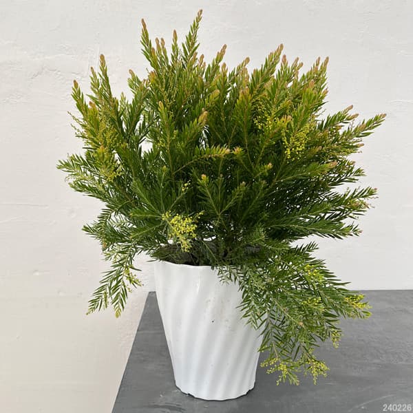 園芸ネット本店｜アカシア：テレサ7号鉢植え の通販【公式】