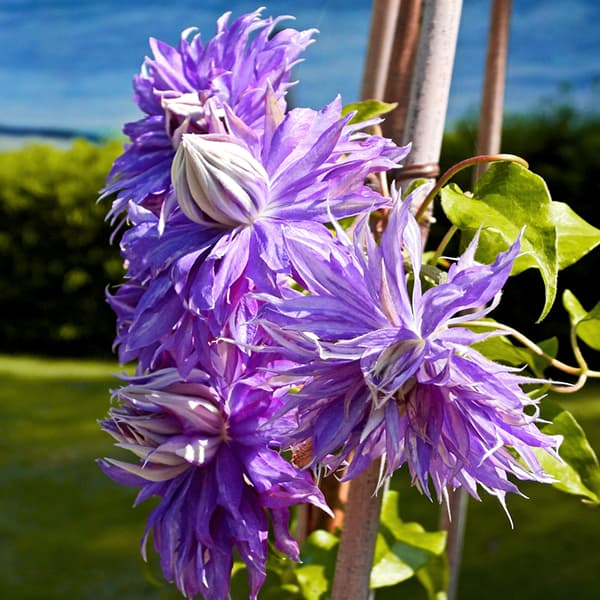 園芸ネット本店｜クレマチス：マジックファウンテン4号ポット（早咲