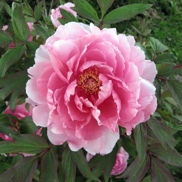 園芸ネット本店｜牡丹（ぼたん）：八千代椿（やちよつばき）3～4年生苗