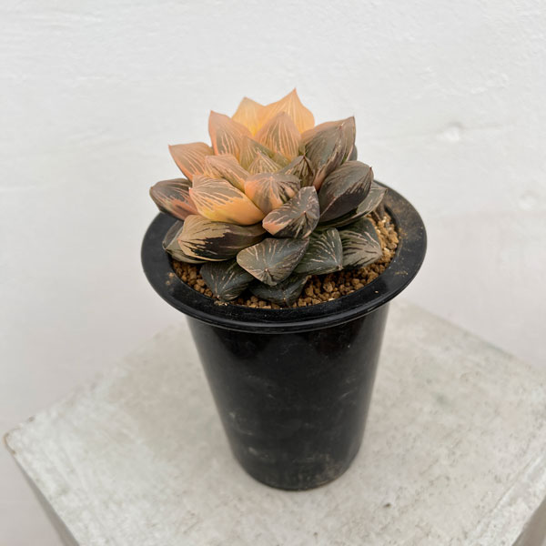 極上班‼️多肉植物 D74 多肉植物 ハオルチア オブツーサ錦 水中月