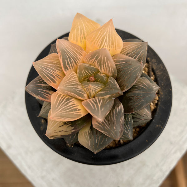 園芸ネット本店｜[ザ・ファームセレクト][送料無料]ハオルチア：大紫