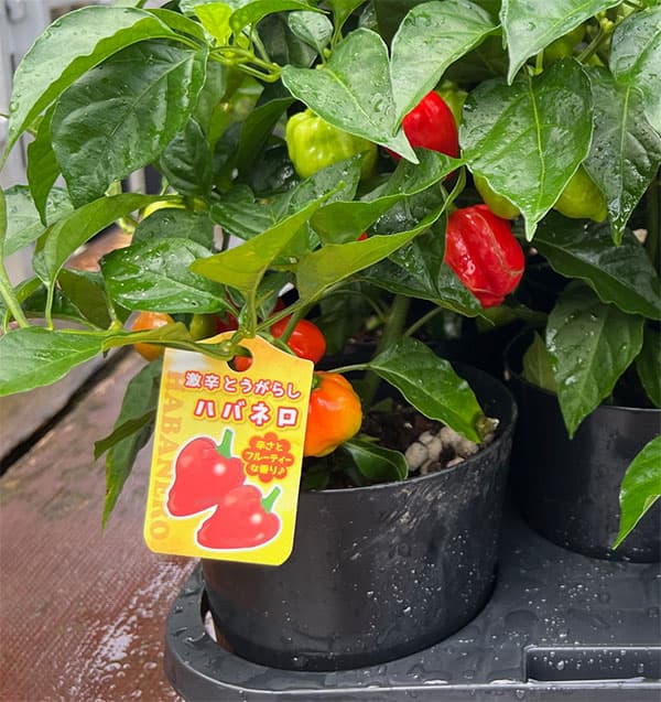 園芸ネット本店｜トウガラシ：ハバネロ・オレンジ実付き5号ポット の