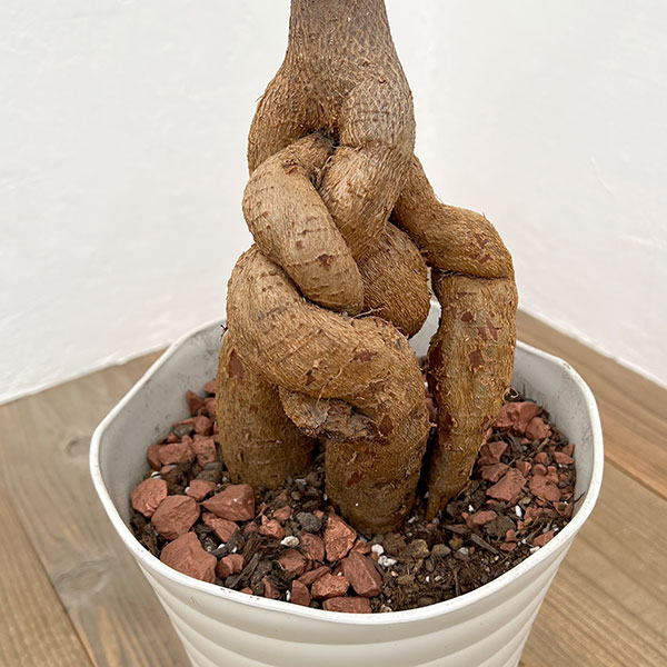 園芸ネット本店｜ブラキキトン（ボトルツリー）：ルペストリス 7号24