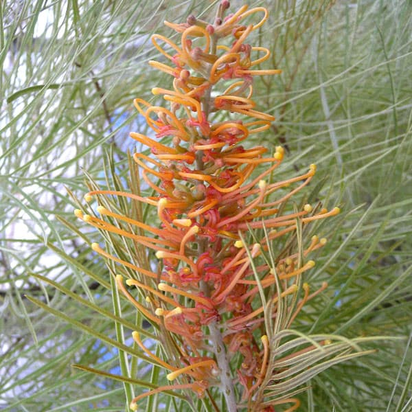 園芸ネット本店｜グレビレア：ハニーワンダー 7号鉢植え の通販【公式】