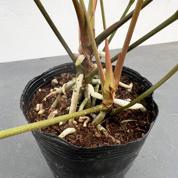 園芸ネット本店｜アンスリウム：グラシレ 4号ポット の通販【公式】