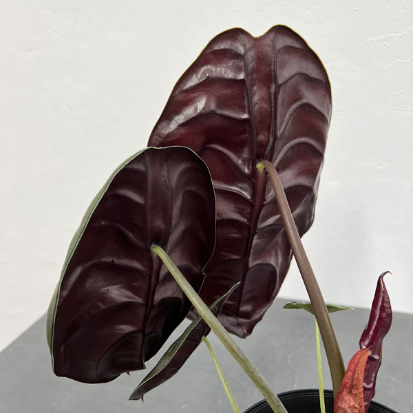 園芸ネット本店｜[ザ・ファームセレクト]アロカシア：クプレア 5号