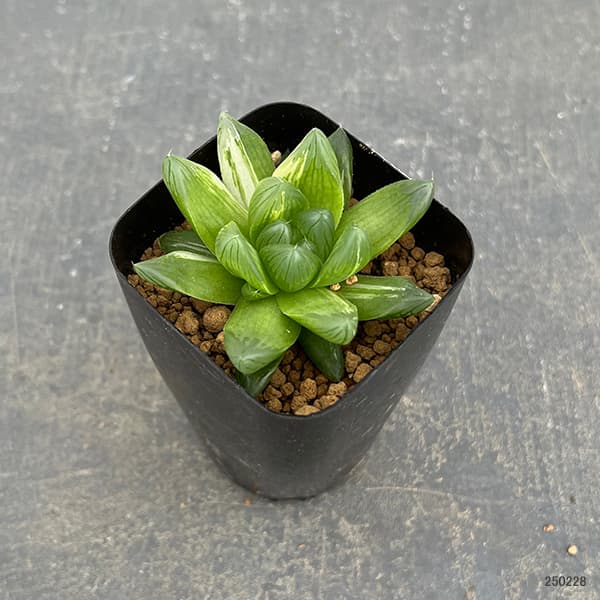 園芸ネット本店｜[ザ・ファームセレクト]ハオルチア：花火錦（シンビ