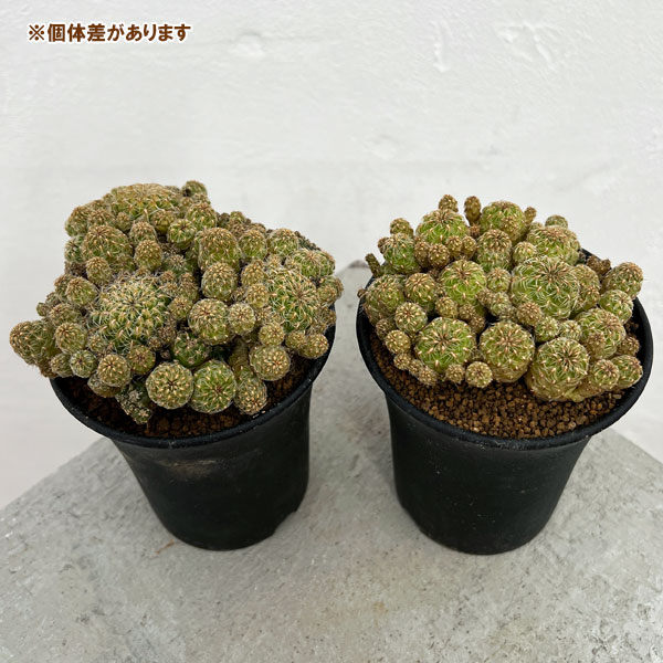 園芸ネット本店｜スルコレブチア：タンヘンシス変種カティチマユアネン