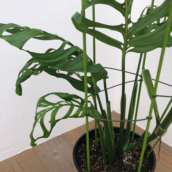 園芸ネット本店｜モンステラ：エピプレムノイデス エスケレート 8号