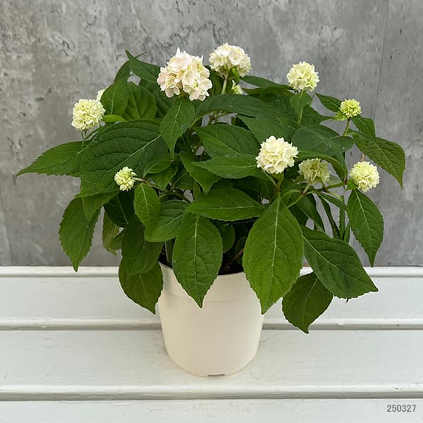 園芸ネット本店｜ヤマアジサイ：伊予獅子てまり（イヨシシテマリ） 4号