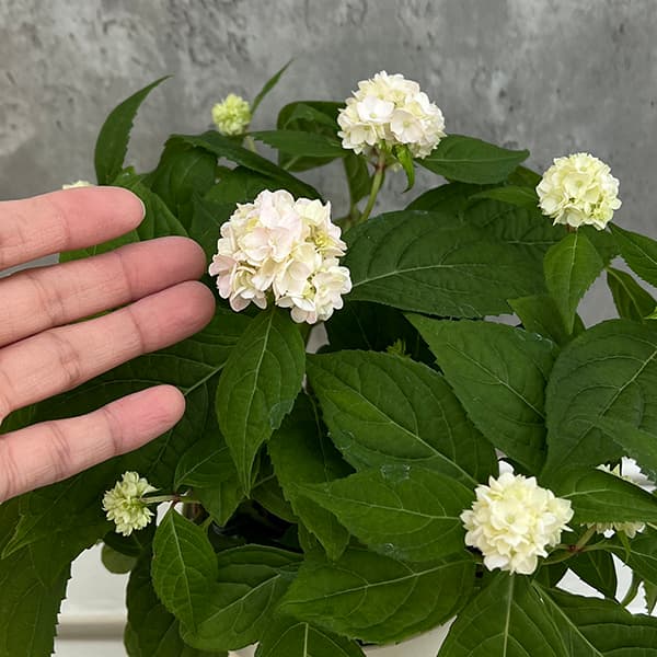 園芸ネット本店｜ヤマアジサイ：伊予獅子てまり（イヨシシテマリ） 4号