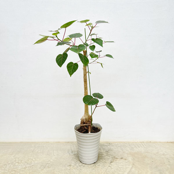 園芸ネット本店｜フィカス：ぺティオラリス（実生株） 7号鉢植え24-03