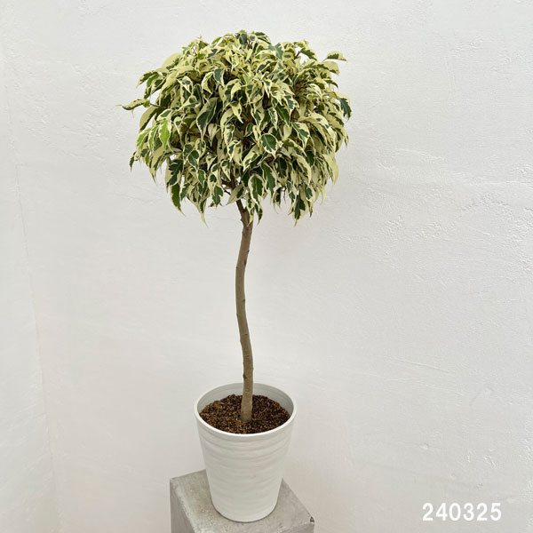 園芸ネット本店｜ベンジャミン：スターライトビューティークィーン 7号