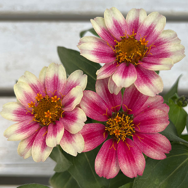 園芸ネット本店｜ジニア プロフュージョン（一重）：チェリーバイ