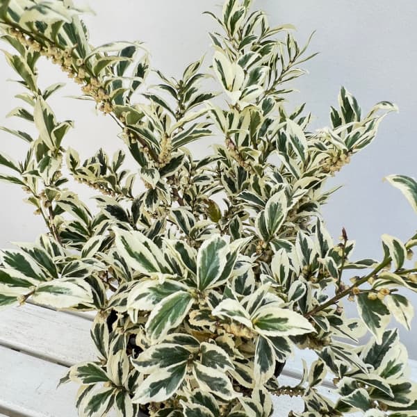 園芸ネット本店｜ヒサカキ：翠雪（すいせつ）7号ポット の通販【公式】