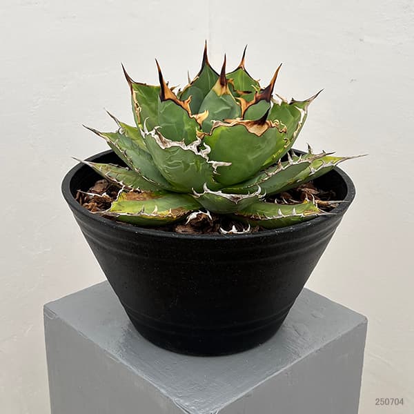 園芸ネット本店｜アガベ：チタノタ ナンバーワン バリエガータ（覆輪斑