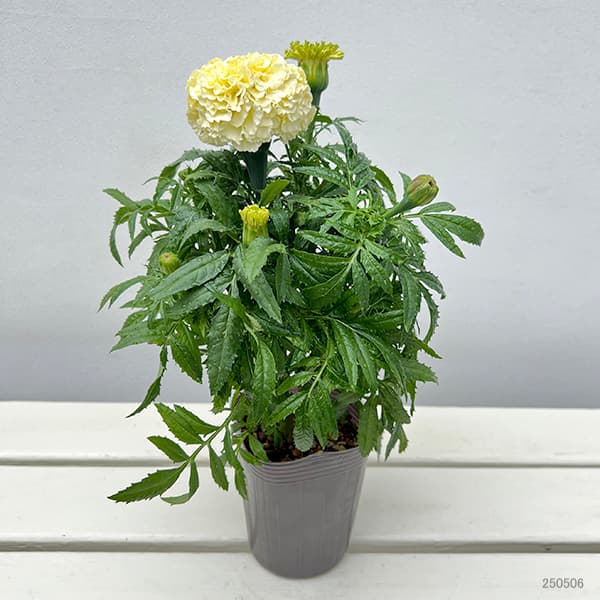 園芸ネット本店｜マリーゴールド ：ホワイトゴールドマックス3-3.5号