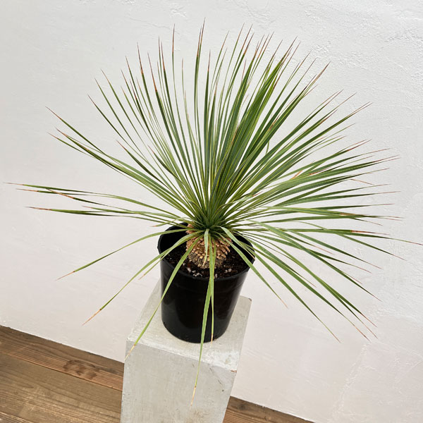 園芸ネット本店｜ユッカ：ロストラータ 7号鉢植え の通販【公式】