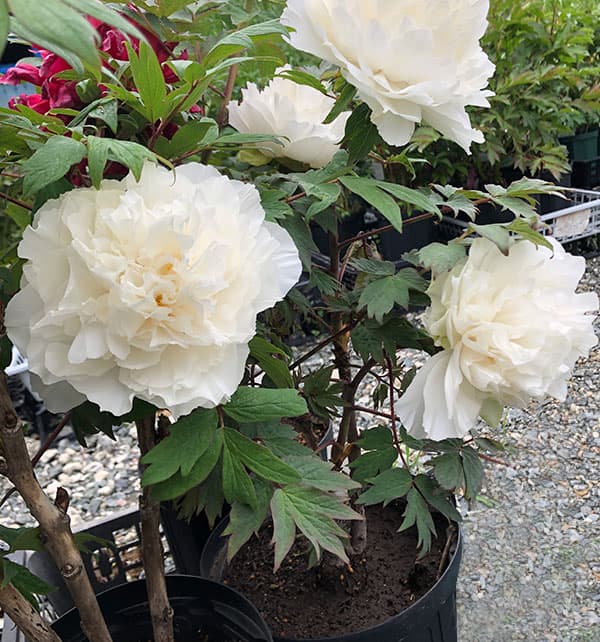 園芸ネット本店｜牡丹（ぼたん）：扶桑司（ふそうつかさ）3～4年生苗7