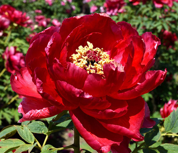 園芸ネット本店｜牡丹（ぼたん）：新日月錦（しんじつげつにしき）3～4