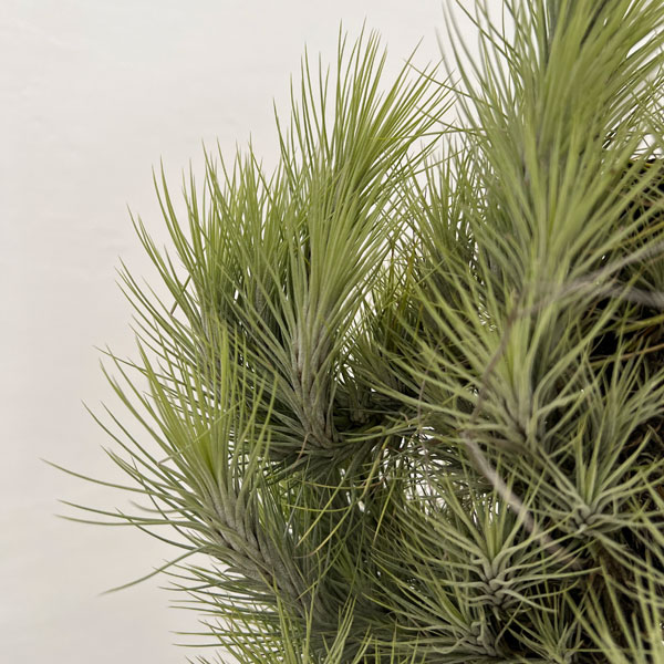 園芸ネット本店｜チランジア：フンキアナクランプ板付け（全長約40cm