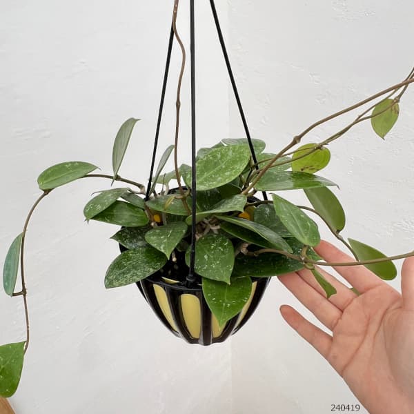 園芸ネット本店｜ホヤ：パラシティカスプラッシュ 5号吊り鉢 の通販