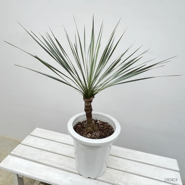 園芸ネット本店｜ユッカ：ロストラータ 8号鉢植え24-02 の通販【公式】