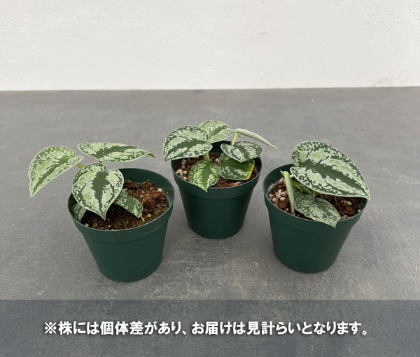 園芸ネット本店｜スキンダプサス：ホワイトトリカラー 3号 の通販【公式】