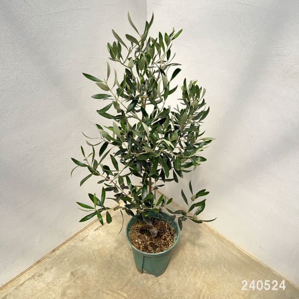 園芸ネット本店｜オリーブ：カラマタ（接木） 8号硬質ポット の通販