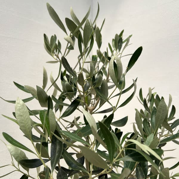 園芸ネット本店｜オリーブ：カラマタ（接木） 8号硬質ポット の通販