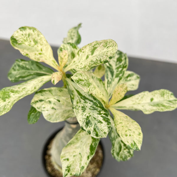 園芸ネット本店｜アデニウム：オベスム デーンカオ（斑入り）4号鉢植え