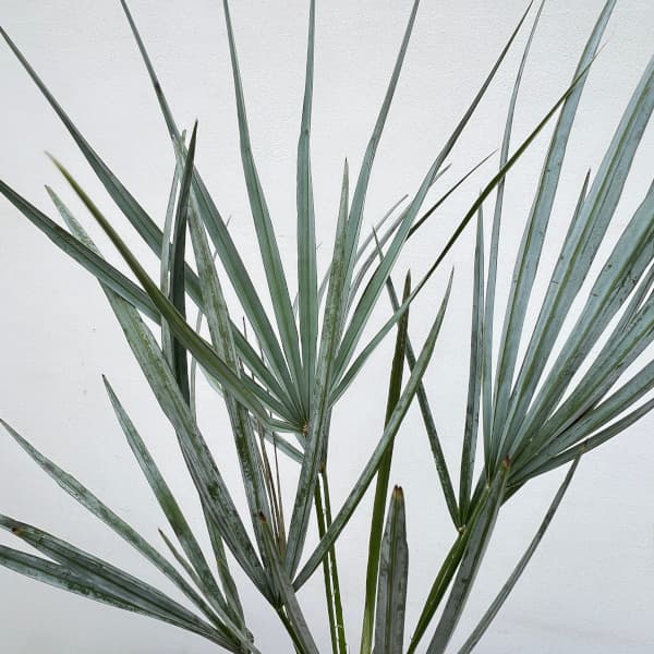 園芸ネット本店｜チャメロプス：フミリス・セリフェラ 6号鉢植え の