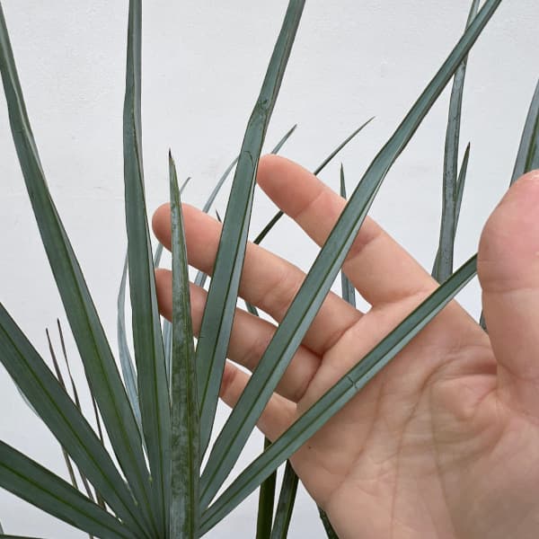 園芸ネット本店｜チャメロプス：フミリス・セリフェラ草丈30cm根巻き