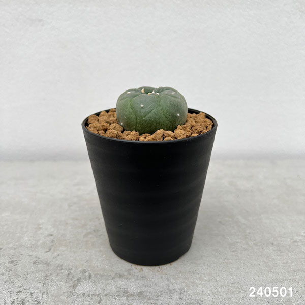 園芸ネット本店｜[ザ・ファームセレクト]サボテン：ロフォフォラ 銀冠