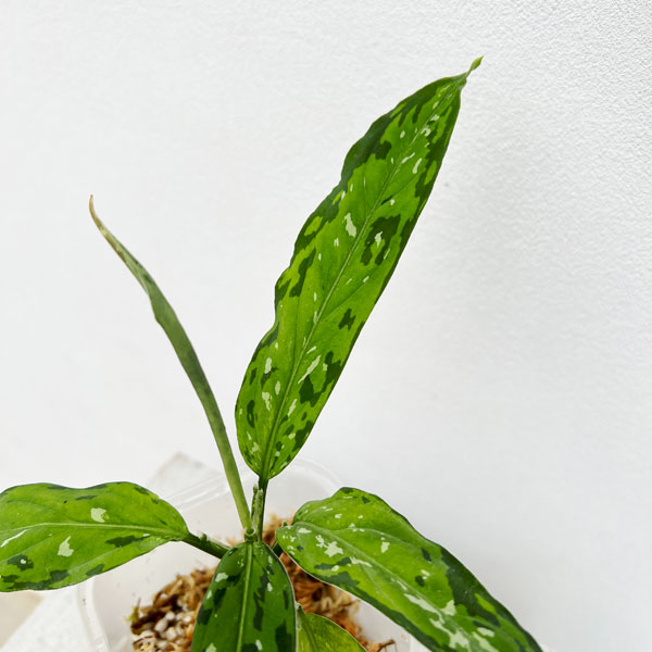 園芸ネット本店｜アグラオネマ：ピクタム アチェナローフォーム 3.5号