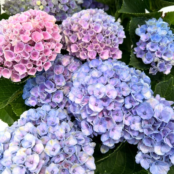 園芸ネット本店｜アジサイ：マジカルレボリューション（レインボー）4