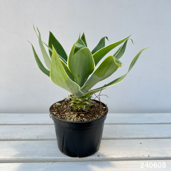 園芸ネット本店｜アガベ：アテヌアータ レイオブライト 5号鉢植え の