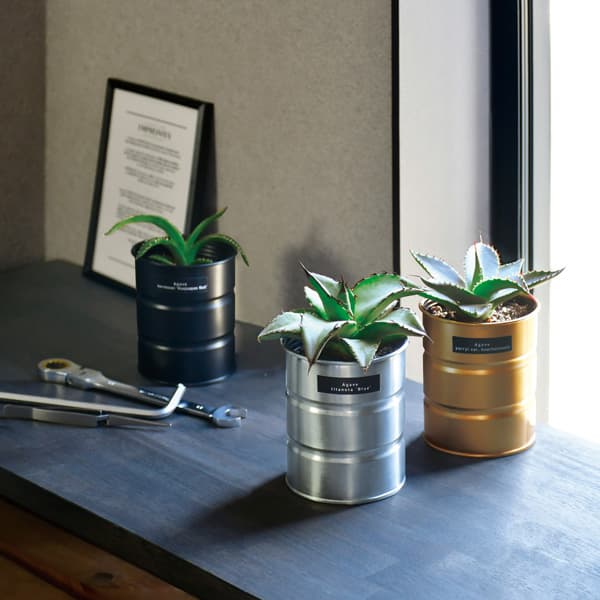 園芸ネット本店｜[ギフトに]栽培セット：種から育てる アガベ栽培