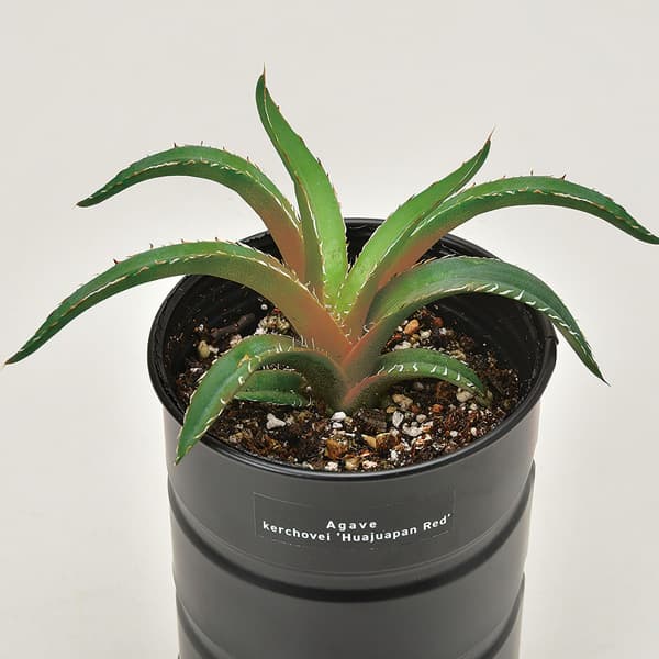 園芸ネット本店｜[ギフトに]栽培セット：種から育てる アガベ栽培