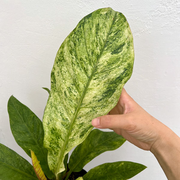 園芸ネット本店｜アンスリウム：フーケリー（斑入り）5号ポット の通販