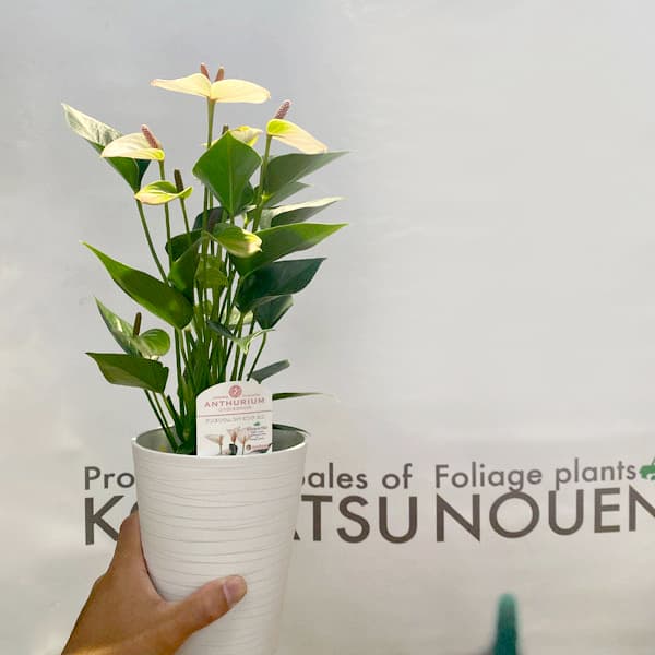 園芸ネット本店｜[ザ・ファームセレクト]アンスリウム：リパピンクミニ