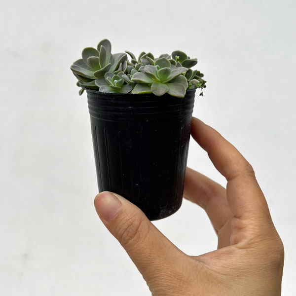 園芸ネット本店｜セダム（オロスタキス）：子持ち蓮華錦（斑入り）2