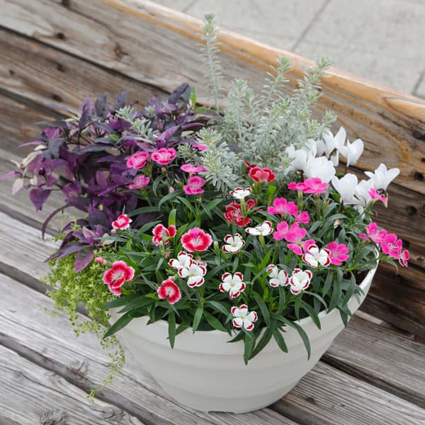 園芸ネット本店｜[26年3月中下旬予約]ナデシコ（小型種）：オリビア