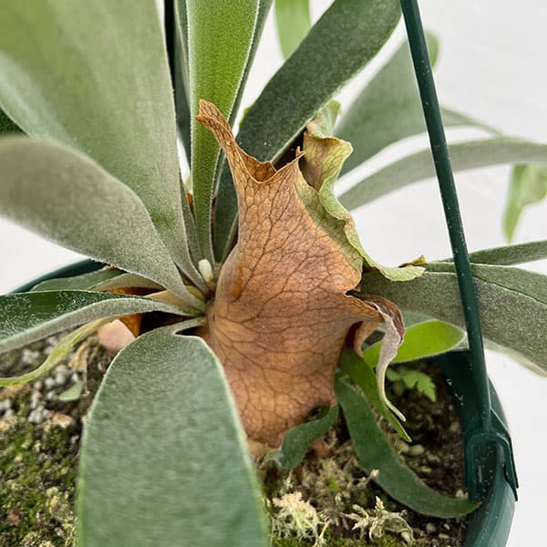 園芸ネット本店｜ビカクシダ（コウモリラン）：ベイチー 7号吊り鉢* の