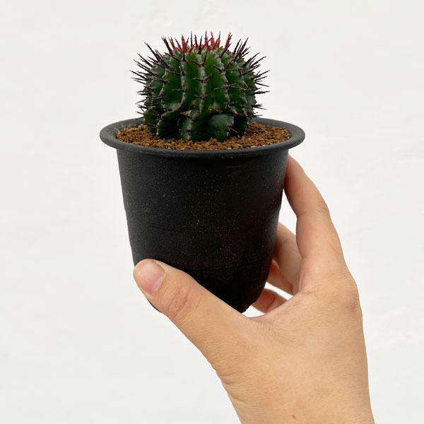 園芸ネット本店｜ユーフォルビア：ポリゴナ 3号鉢 の通販【公式】