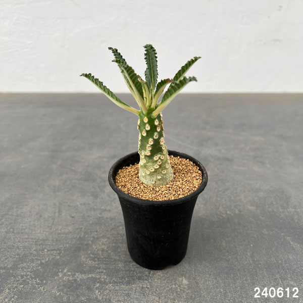 園芸ネット本店｜ドルステニア：ラブラニー 2.5号鉢植え24-01 の通販