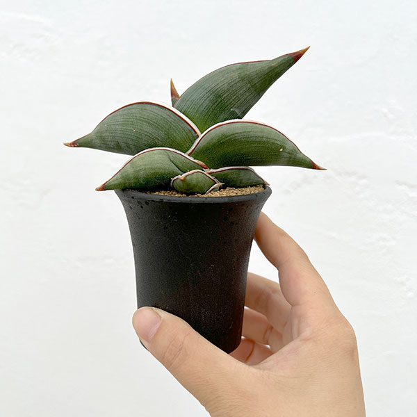 園芸ネット本店｜サンセベリア：ロリダ 2.5号鉢植え* の通販【公式】