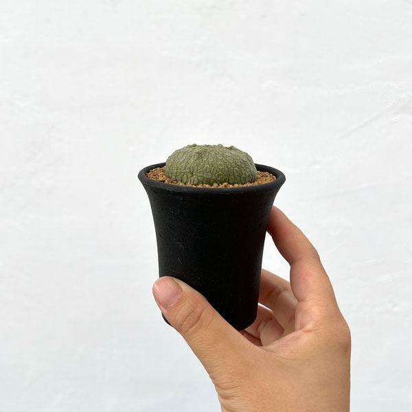 園芸ネット本店｜プセウドリトス：クビフォルミス 2.5号鉢植え の通販