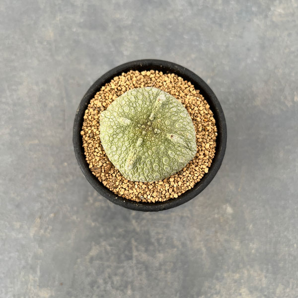 園芸ネット本店｜プセウドリトス：クビフォルミス 2.5号鉢植え の通販